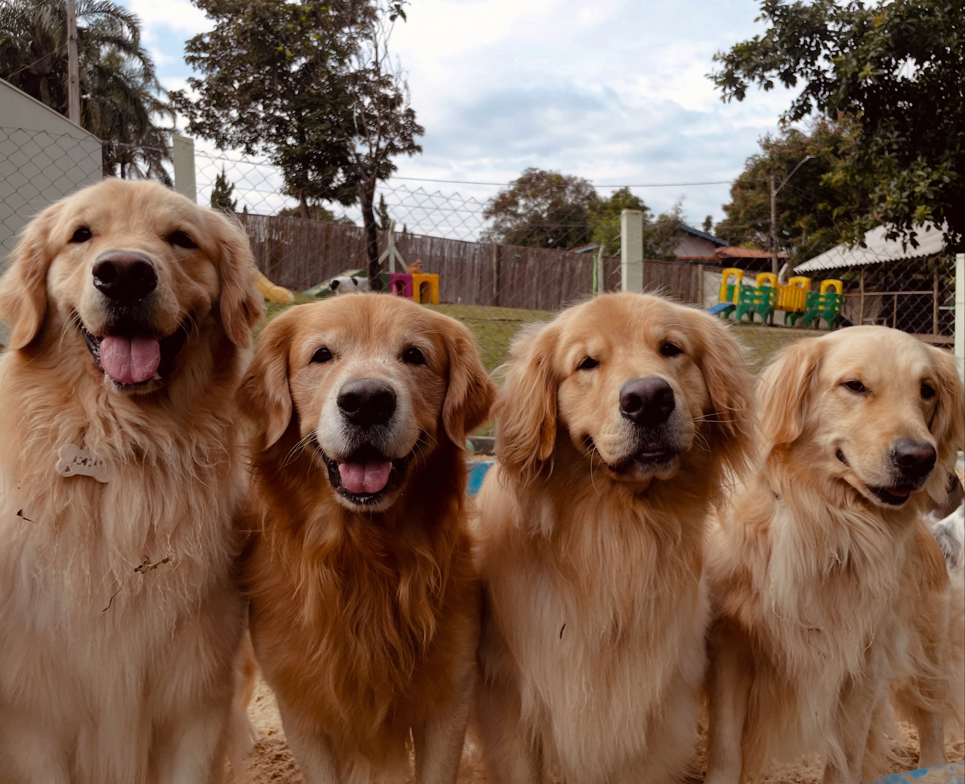 Quatro golden retrievers lado a lado, olhando para a câmera no espaço externo da M Dog Club