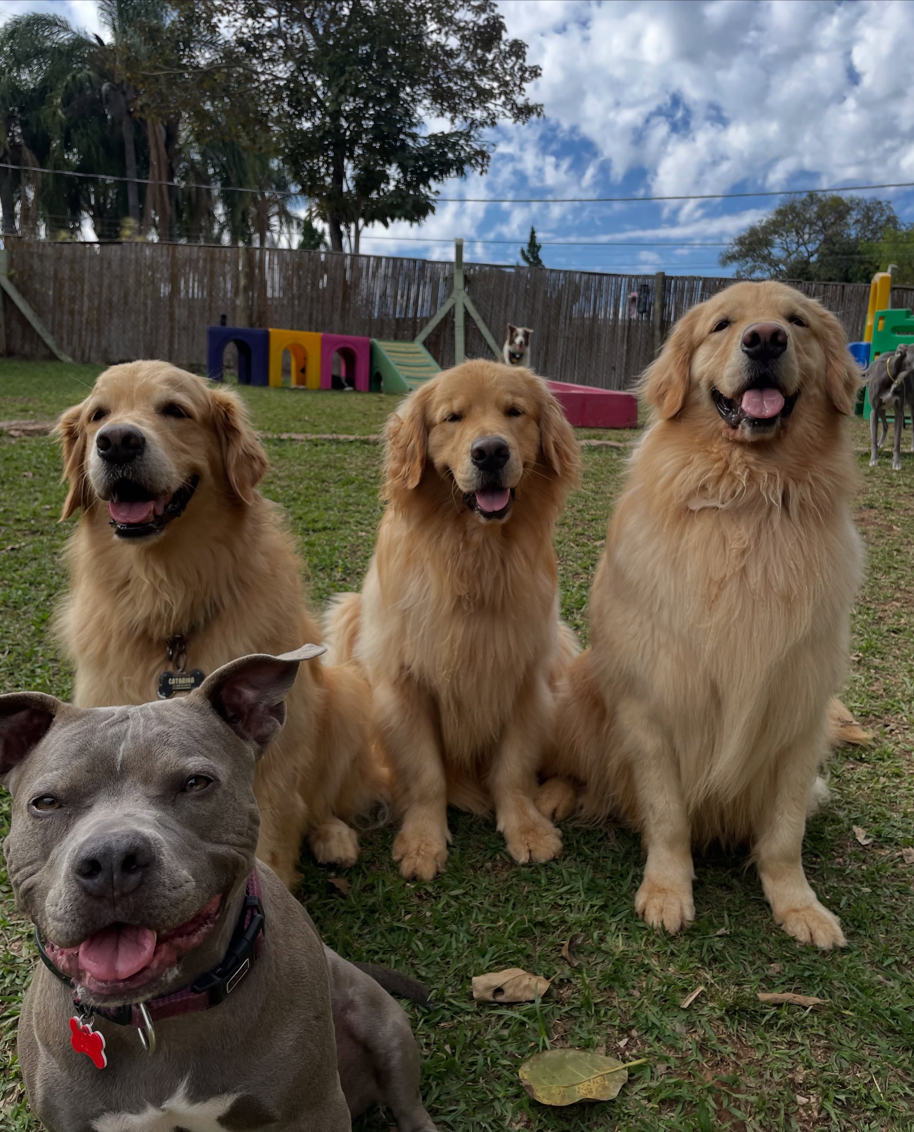 Espaço externo amplo da M Dog Club, gramado e brinquedos à vista