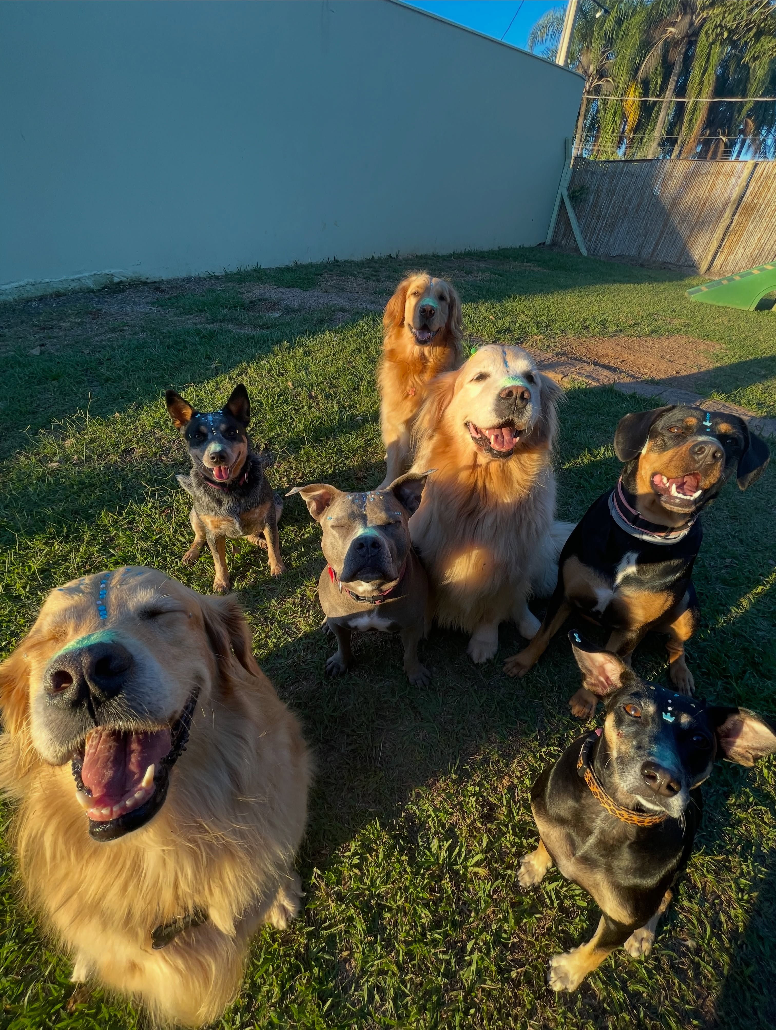 Grupo variado de cães convivendo no espaço externo