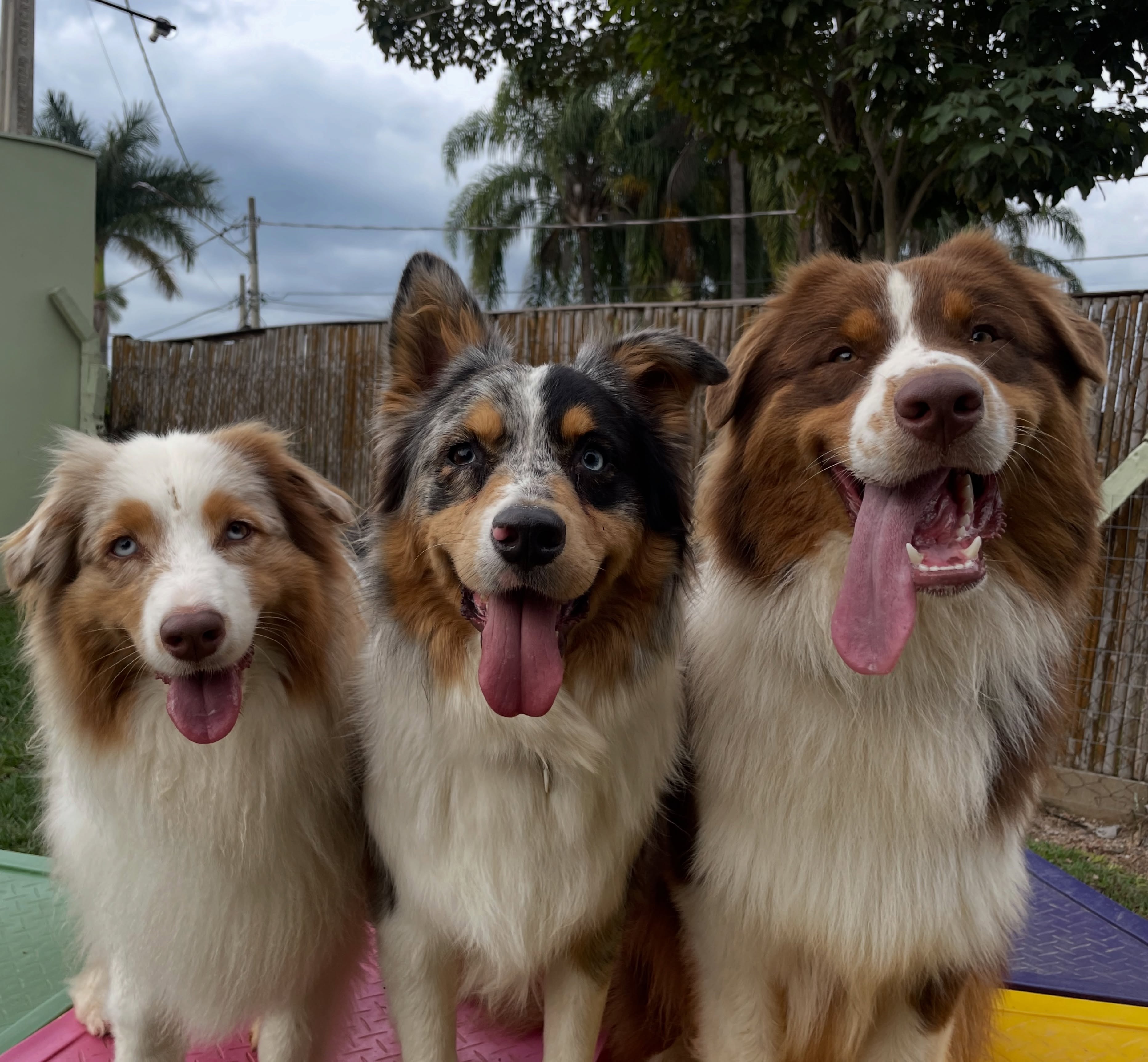 Cães brincando em estrutura colorida durante atividade