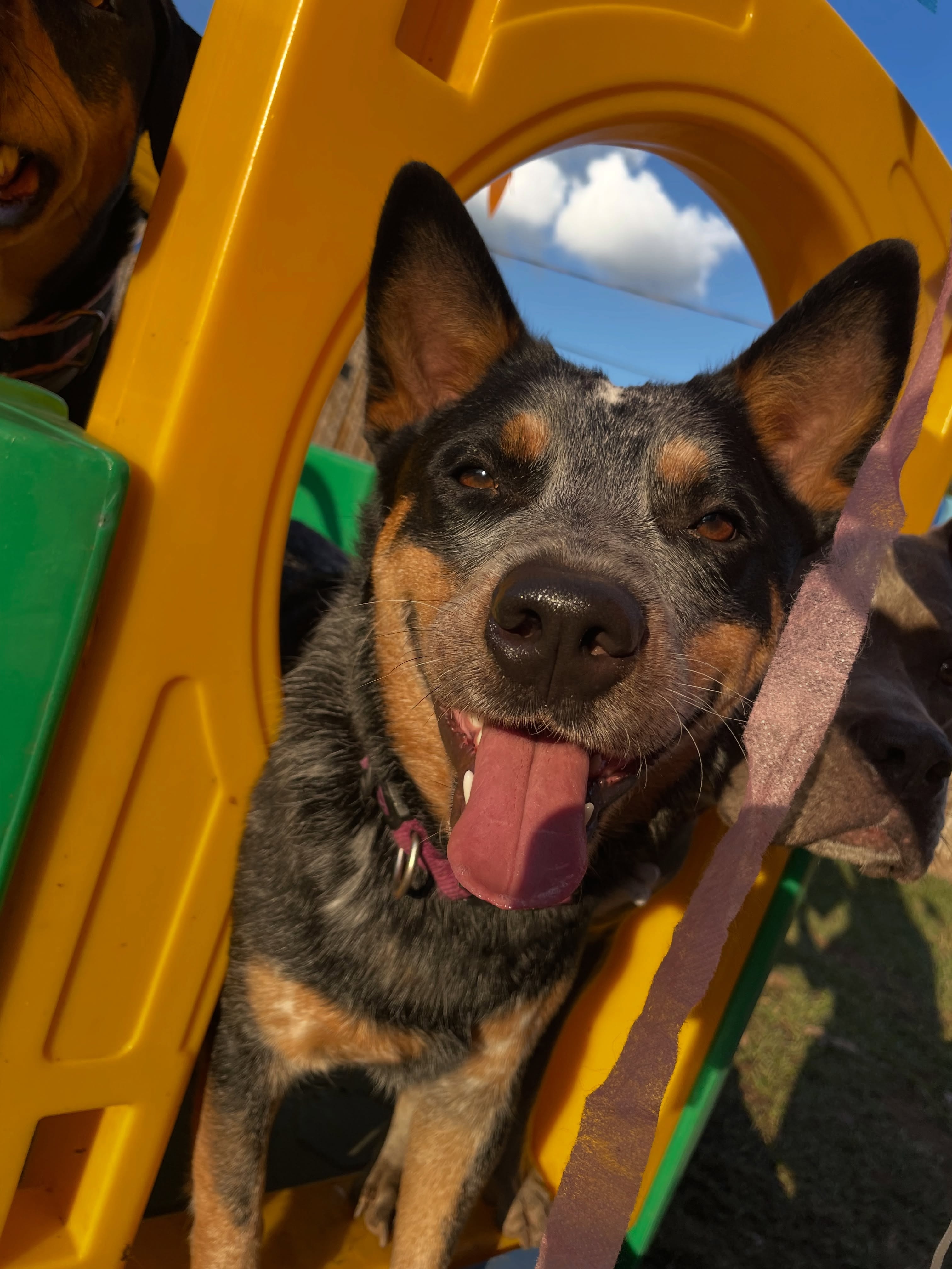 Cão sorridente em brinquedo amarelo, clima leve e descontraído
